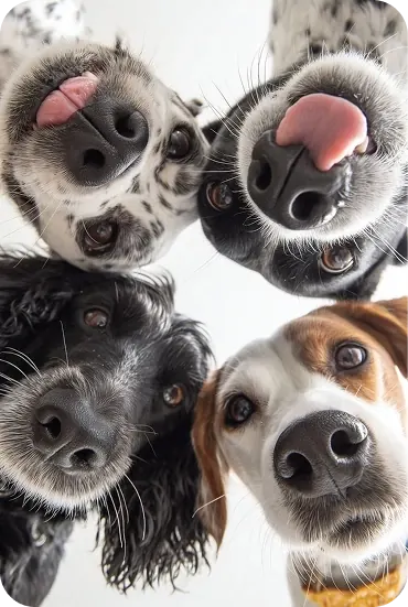 Four dogs peeking up close into the camera